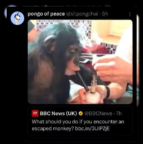 pongo of peace 9.3 ВВС News What should you if you encounter an escaped monkey? bbc.in/SUIPZjE