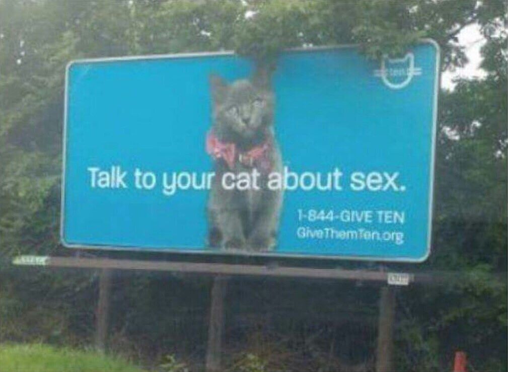Talk to your cat about sex.
