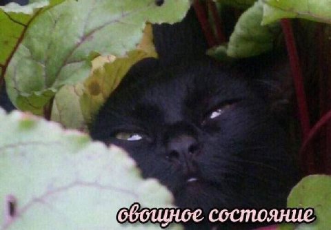 mood