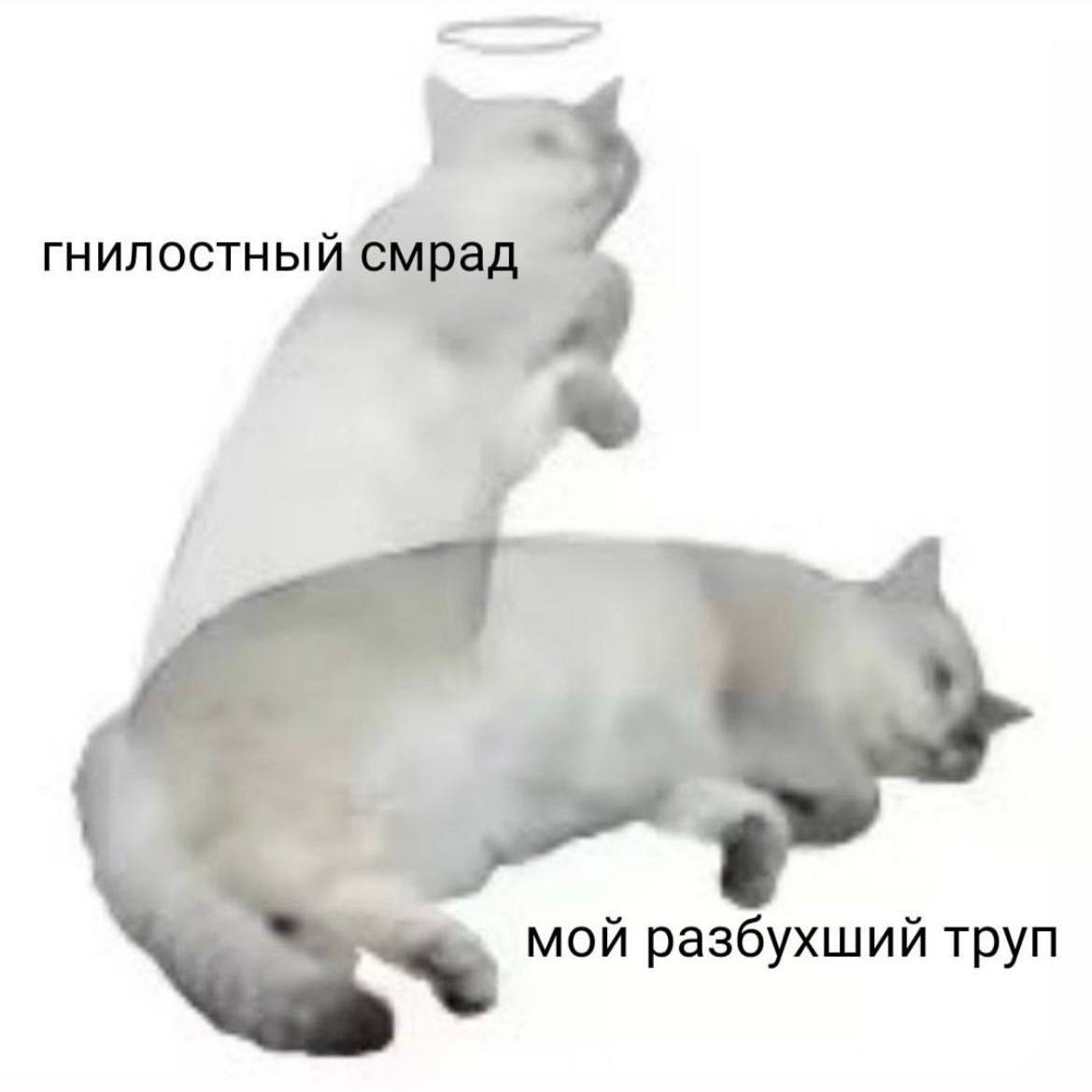 гнилостный смрад А мой разбухший труп