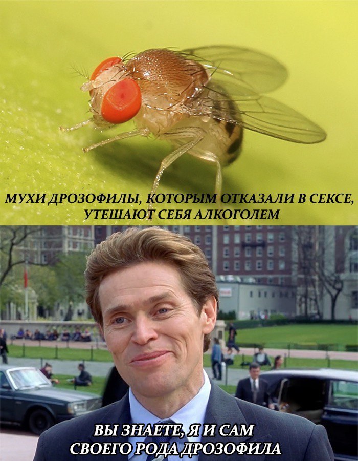 МУХИ ДРОЗОФИЛЫ, КОТОРЫМ КАЗАЛИ В СЕКСЕ, УТЕШАЮТ СЕБЯ АЛКОГОЛЕМ и a 7 5 CAM