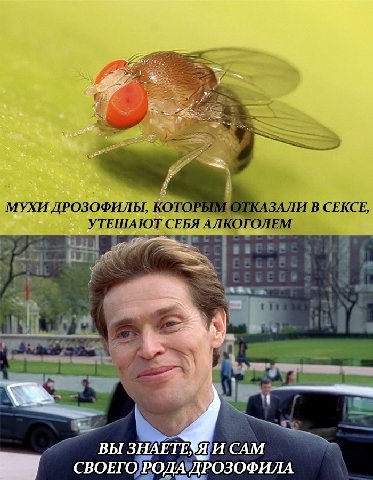 МУХИ ДРОЗОФИЛЫ, КОТОРЫМ КАЗАЛИ В СЕКСЕ, УТЕШАЮТ СЕБЯ АЛКОГОЛЕМ и a 7 5 CAM