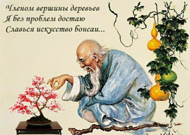 вершины деревьев _Я без проблем достаю Славься искусство бонсаи... 3 9