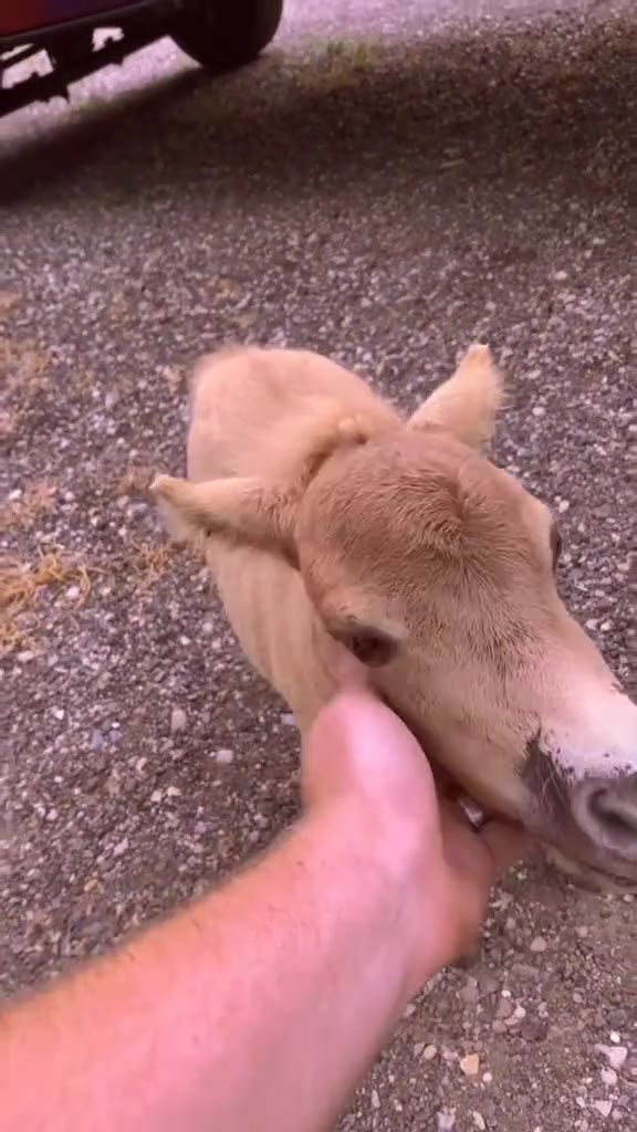 и Sie PERE ORES ОКОН и МОХ