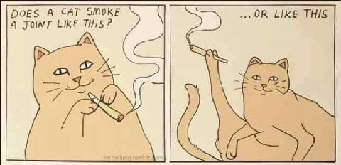DOES A CAT SMOKE A LIKE THIS?