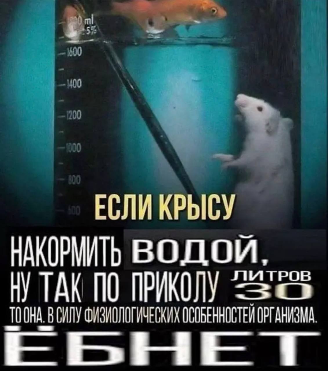 ЕСЛИ КРЫСУ НАКОРМИТЬ ВОДОЙ, НУ ТАК ПО ПРИКОЛУ ОНА В СИЛУ ФИЗИОЛОГИЧЕСКИХ ОСОБЕННОСТЕЙ ОРГАНИЗМА. EBHE