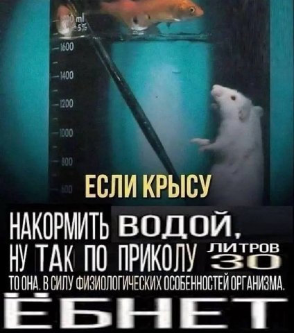ЕСЛИ КРЫСУ НАКОРМИТЬ ВОДОЙ, НУ ТАК ПО ПРИКОЛУ ОНА В СИЛУ ФИЗИОЛОГИЧЕСКИХ ОСОБЕННОСТЕЙ ОРГАНИЗМА. EBHE
