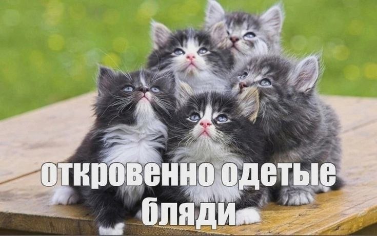 “4 ОВЕН ЛЯДИ