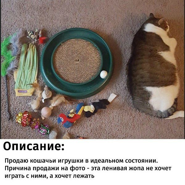 Описание: Продаю кошачьи игрушки в идеальном состоянии. Причина продажи на фото эта ленивая жопа не хочет играть с ними, а хочет лежать