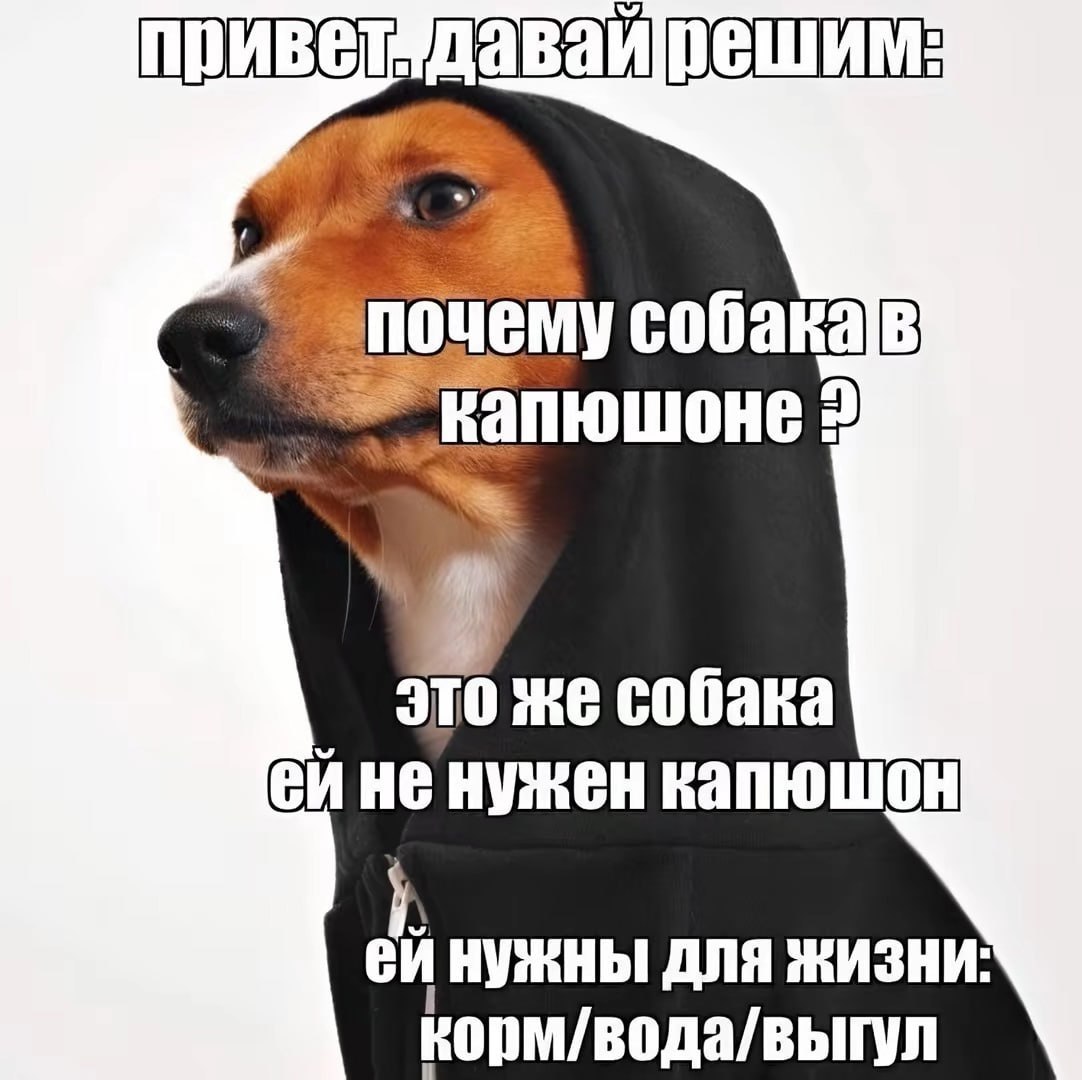 решим: капюшоне 2 это же собака вине нужен капюшон ANA жизни: корм/вода/выгул