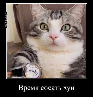 Время сосать хуи