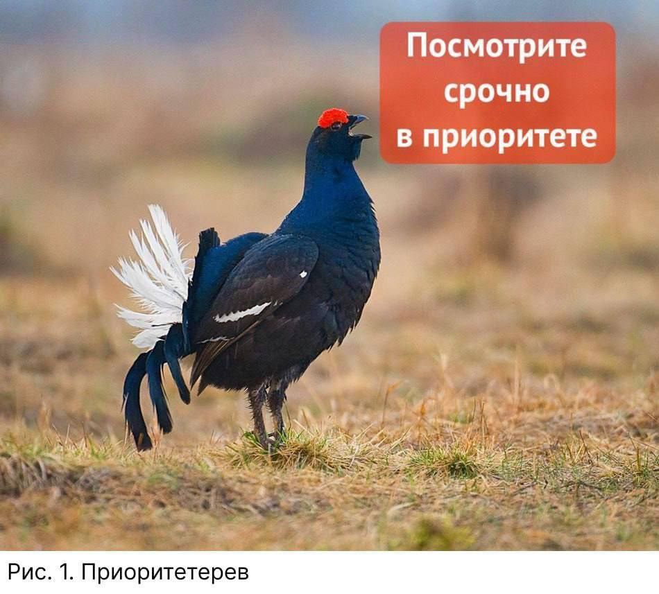 Посмотрите срочно в приоритете Рис. 1. Приоритетерев