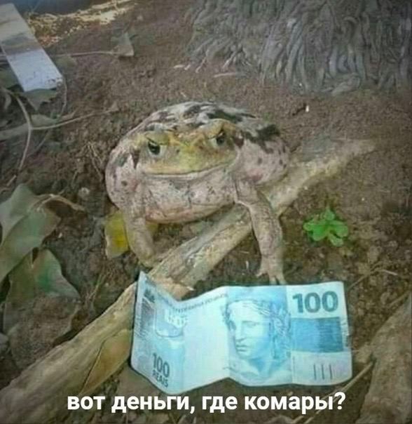 вот деньги, где комары?