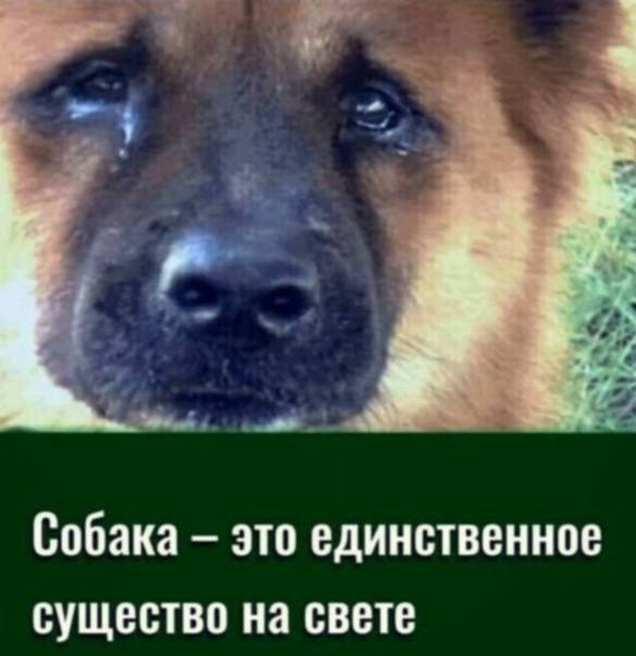 Собака это единственное существо на свете