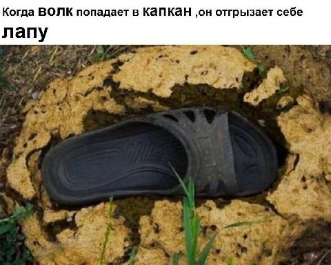 Когда ВОЛК попадает в Капкан ‚он отгрызает себе лапу