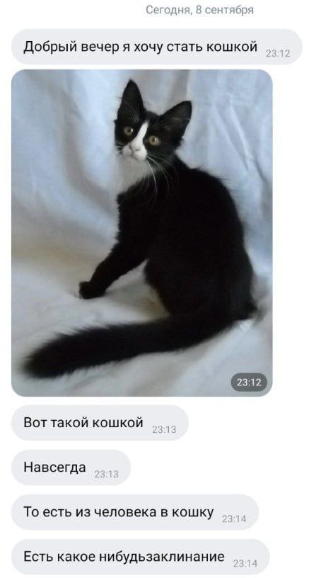 Добрый вечер я хочу стать кошкой Вот такой кошкой Навсегда То есть из человека в кошку Есть какое нибудьзаклинание