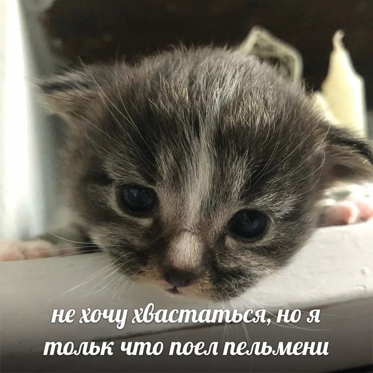 не хочу хвастаться НОЯ тольк что поел пельмени