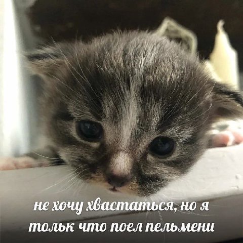 не хочу хвастаться НОЯ тольк что поел пельмени