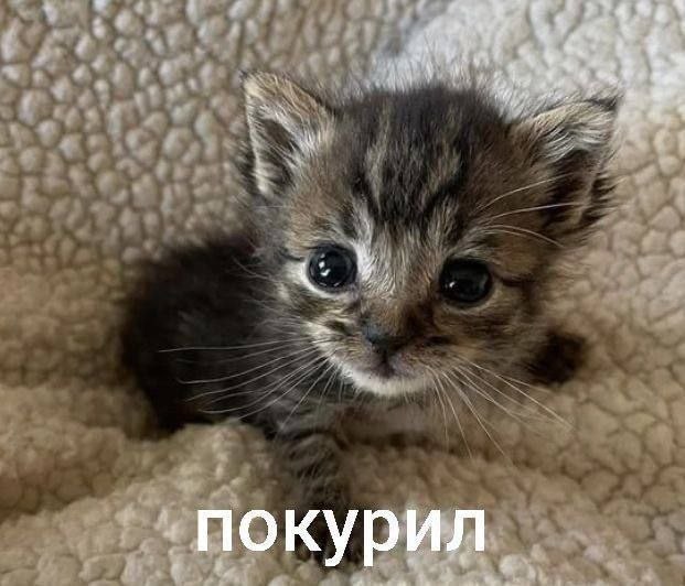покурил