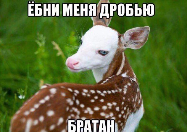 ЕБНИ МЕНЯ ДРОБЬЮ 9, в. БРАТАН