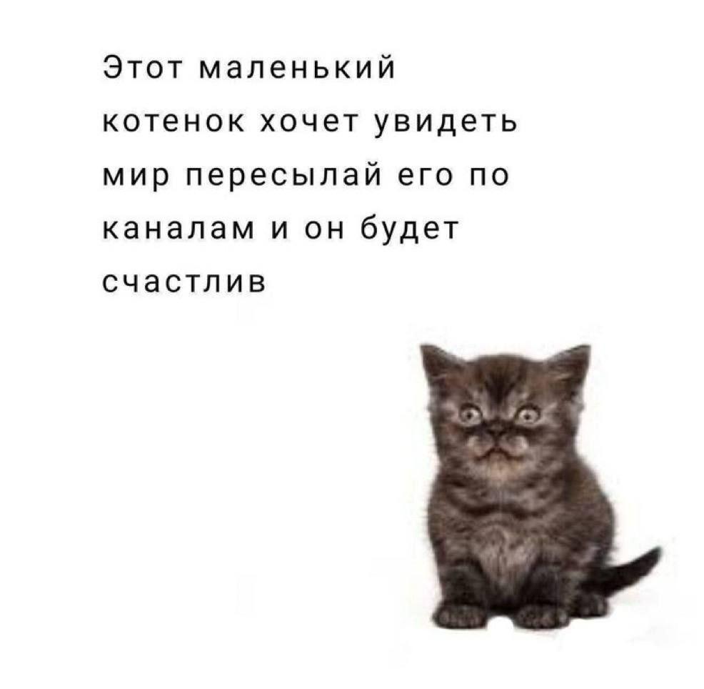Этот маленький котенок хочет увидеть мир пересылай его по каналам и он будет счастлив