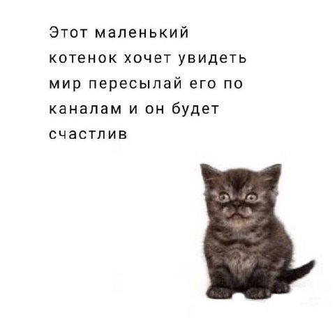 Этот маленький котенок хочет увидеть мир пересылай его по каналам и он будет счастлив