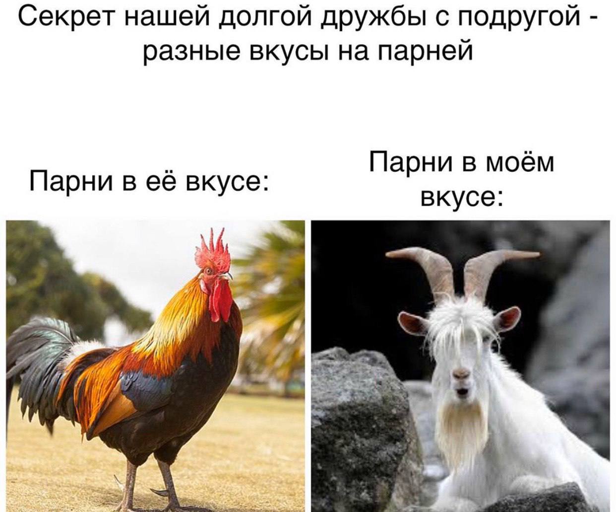 Секрет нашей долгой дружбы с подругой разные вкусы на парней Парни в моём Парни в её вкусе: вкусе:
