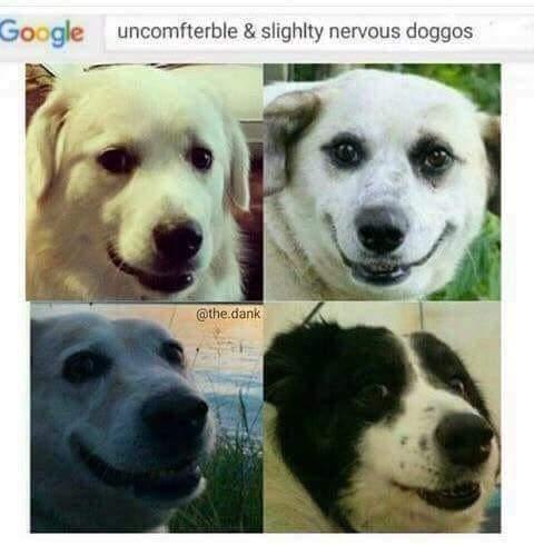 Google uncomfterble slighlty nervous doggos