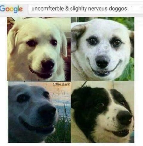 Google uncomfterble slighlty nervous doggos