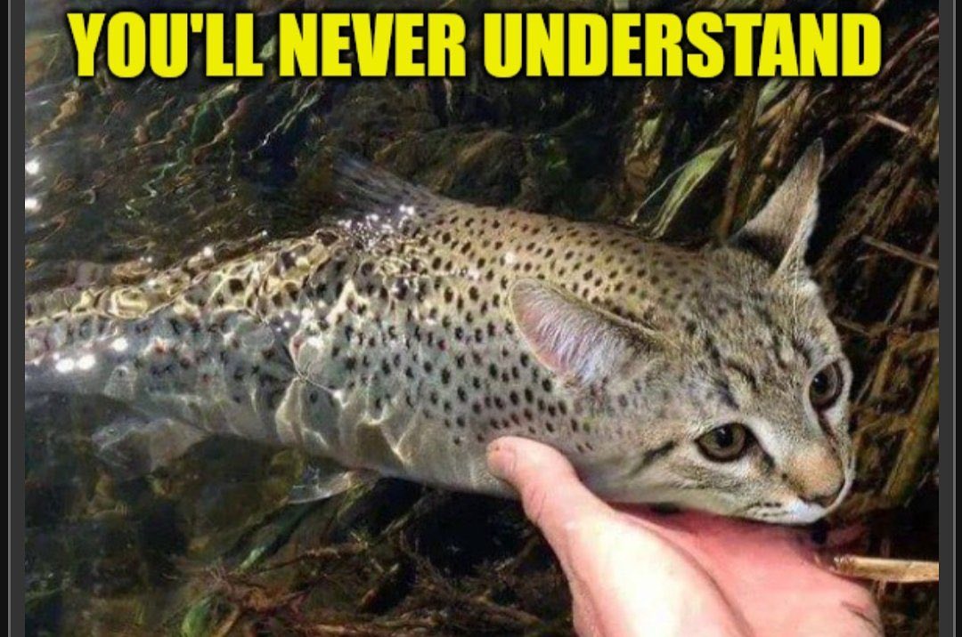 NEVER UNDERSTAND