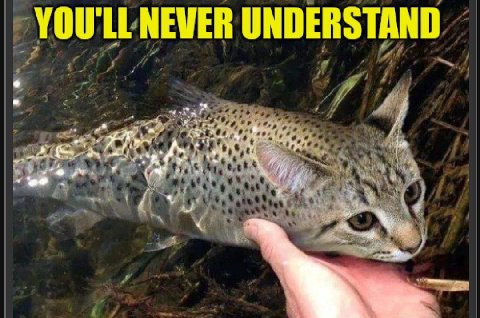 NEVER UNDERSTAND