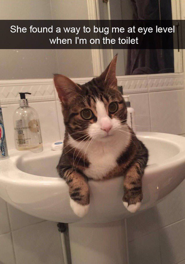 She found а мау to bug at eye level when on the toilet