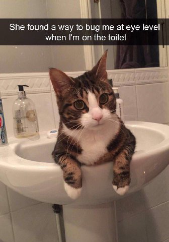 She found а мау to bug at eye level when on the toilet
