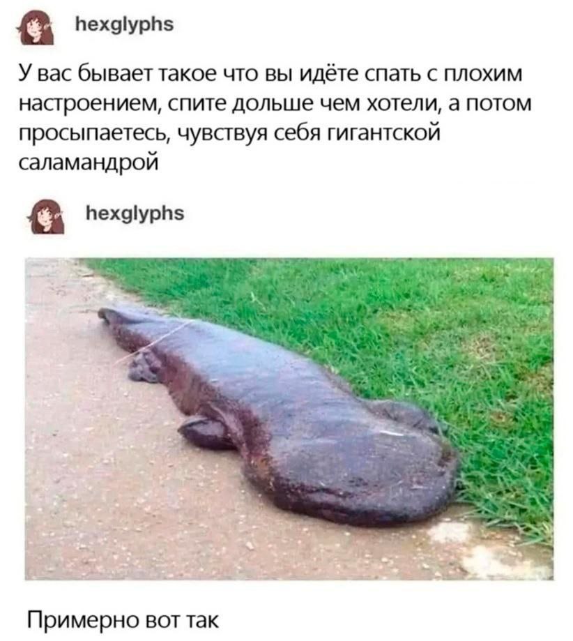 hexglyphs У Bac бывает такое что вы идёте спать с плохим настроением, спите дольше чем хотели, а потом просыпаетесь, чувствуя себя гигантской саламандрой hexglyphs Примерно вот так