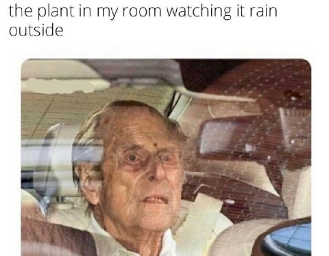 the plant in my room watching it rain outside у к’ A к. Я