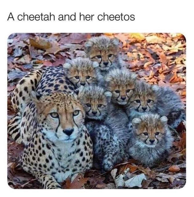 A cheetah and her cheetos a 4 Let we 14 7 bin
