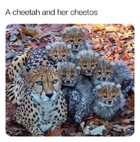 A cheetah and her cheetos a 4 Let we 14 7 bin