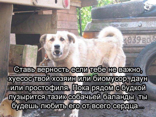 APE: we Став’вер если не хуесос твой хозяин[Или даун или простофиля. рядом с будкой пузырится тазик собачьей баланды ТЫ будешь любить его от всего сердца