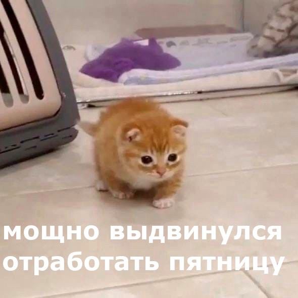 мощно выдвинулся отработать