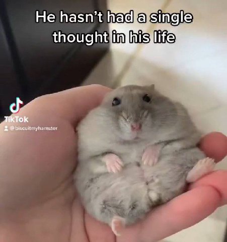 Не hasn’t single thoug _TikTok