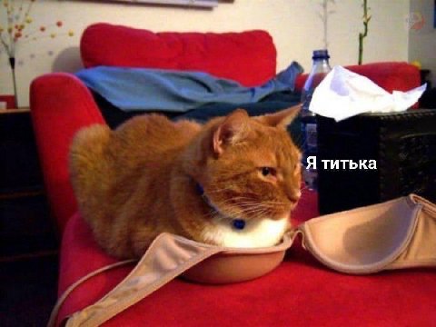 Я титька
