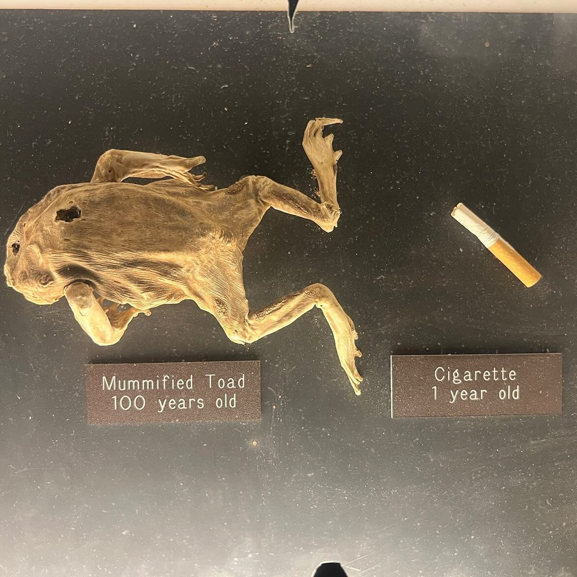 Cigarette Toad 1 year old 100 years old