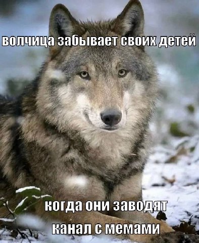 волчица забывает своих детей когда они заводят канал с мемами