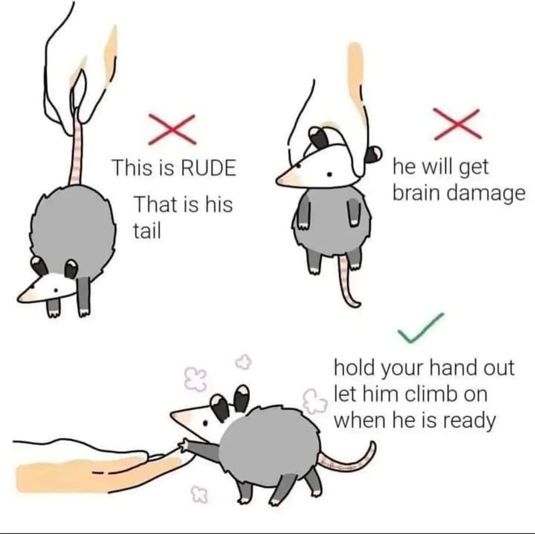 This is RUDE he will get brain damage That is his tail hold your hand out let him climb on when he is ready