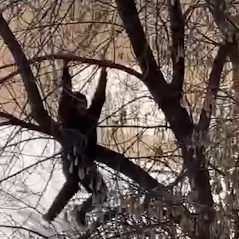Этот мужчина с утра поднял на уши уфимское Сипайлово.

Повис на дереве и горланил "Сигма бой".

Будильник для наказанных.

Mash Batash

Подписаться ufa_rb| прислать новость