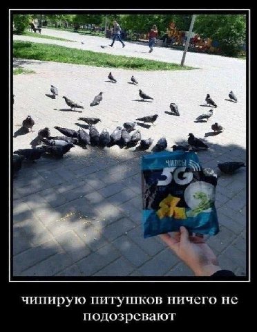 чипирую ничего не подозревают