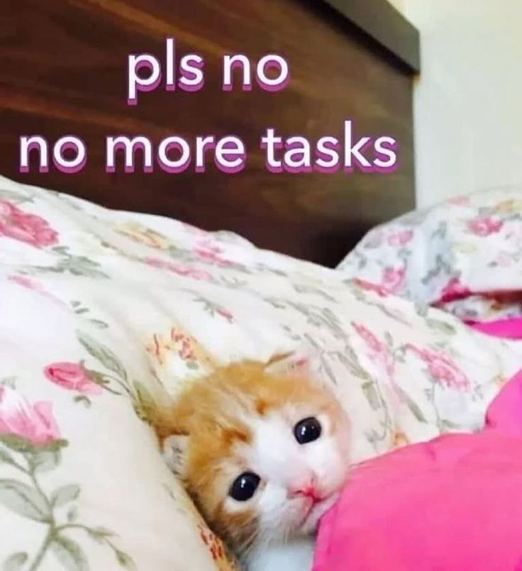 pls no no more tasks