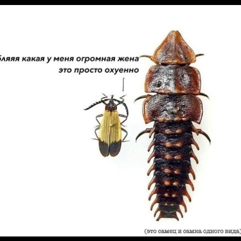 ляяя какая уменя огромная жена это просто охуенно 3 (это самец и самка, одного вида)