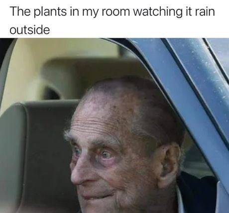 The plants in my room watching it rain outside