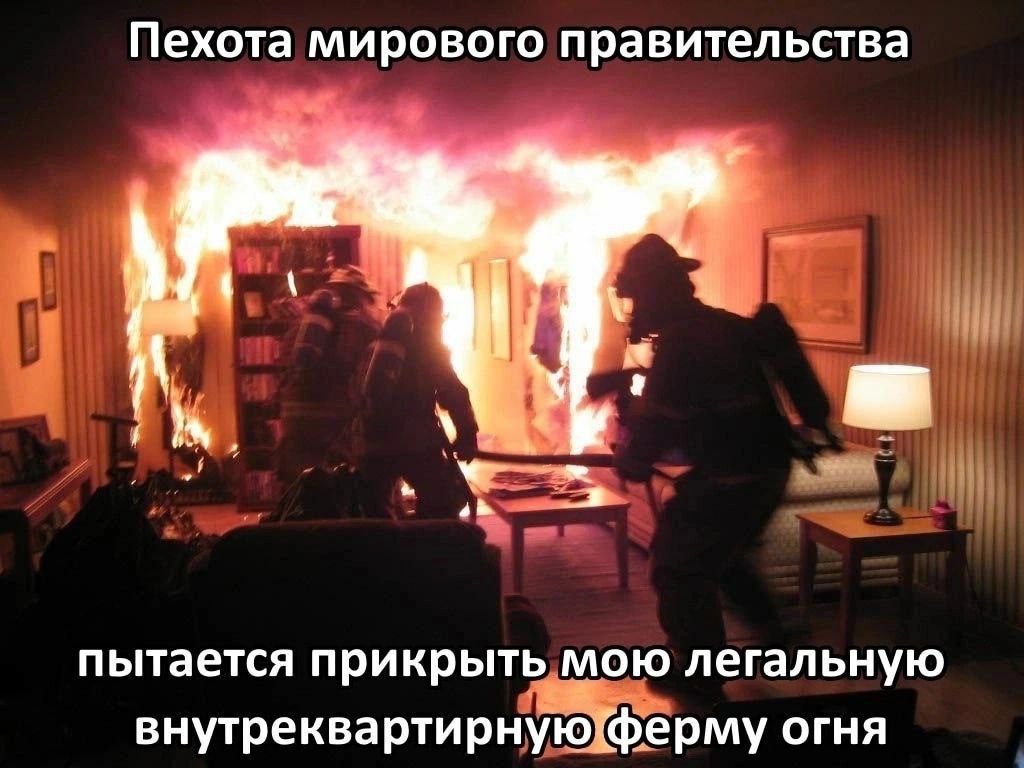 Пехота мирового правительства пытается прикрыть мою легальную внутреквартирную ферму огня
